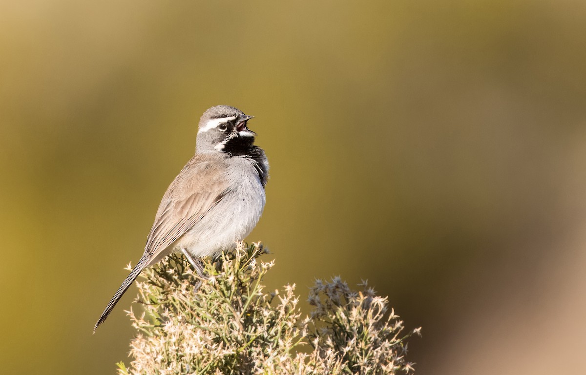 Black-throated Sparrow - ML616873654
