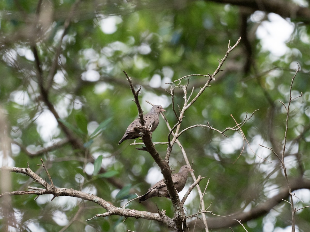 Common Ground Dove - ML616873691