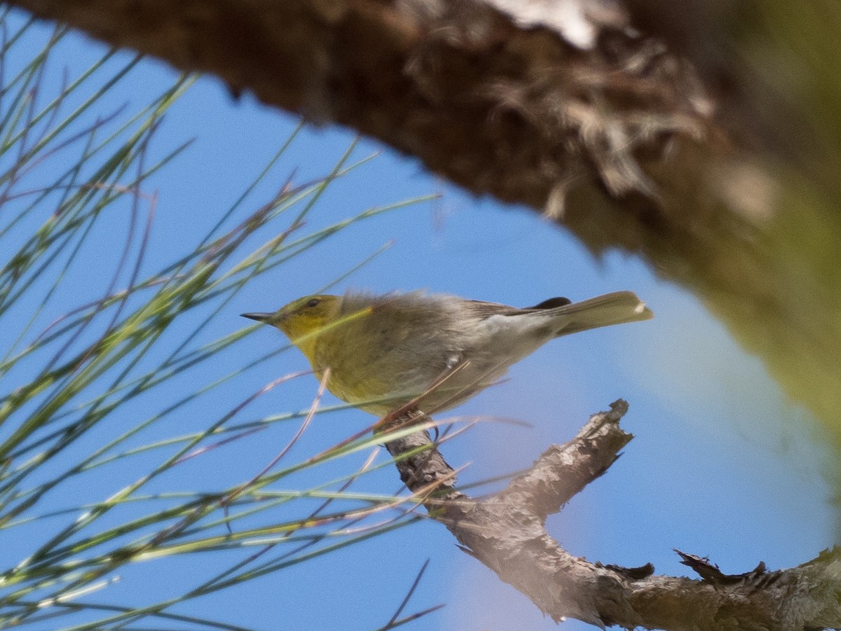 Pine Warbler - ML616873736