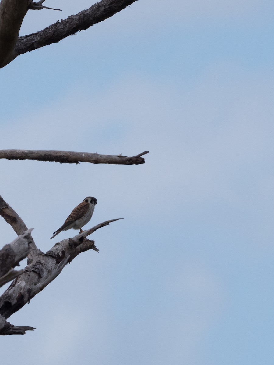 American Kestrel - ML616873748