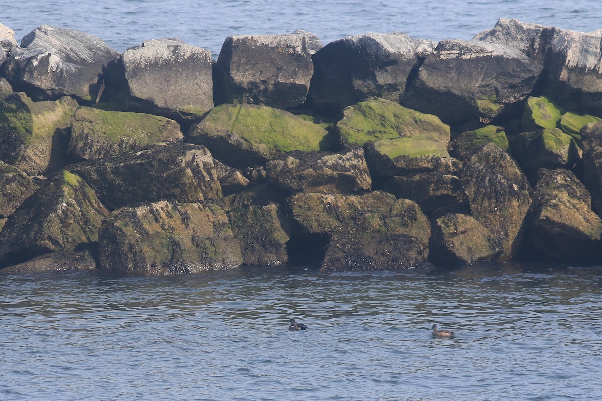 American Wigeon - ML616873764