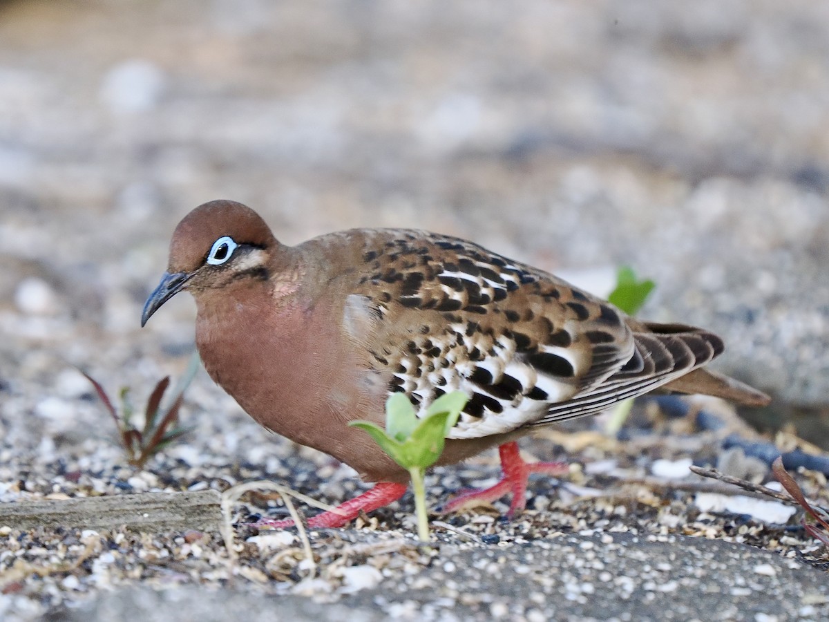 Galapagos Dove - Gabriel Willow