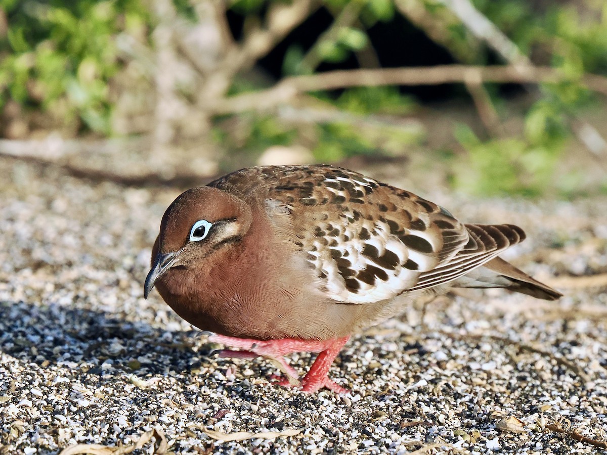 Galapagos Dove - Gabriel Willow