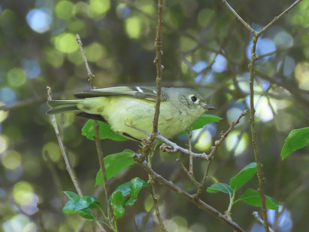 Hutton's Vireo - ML616873783