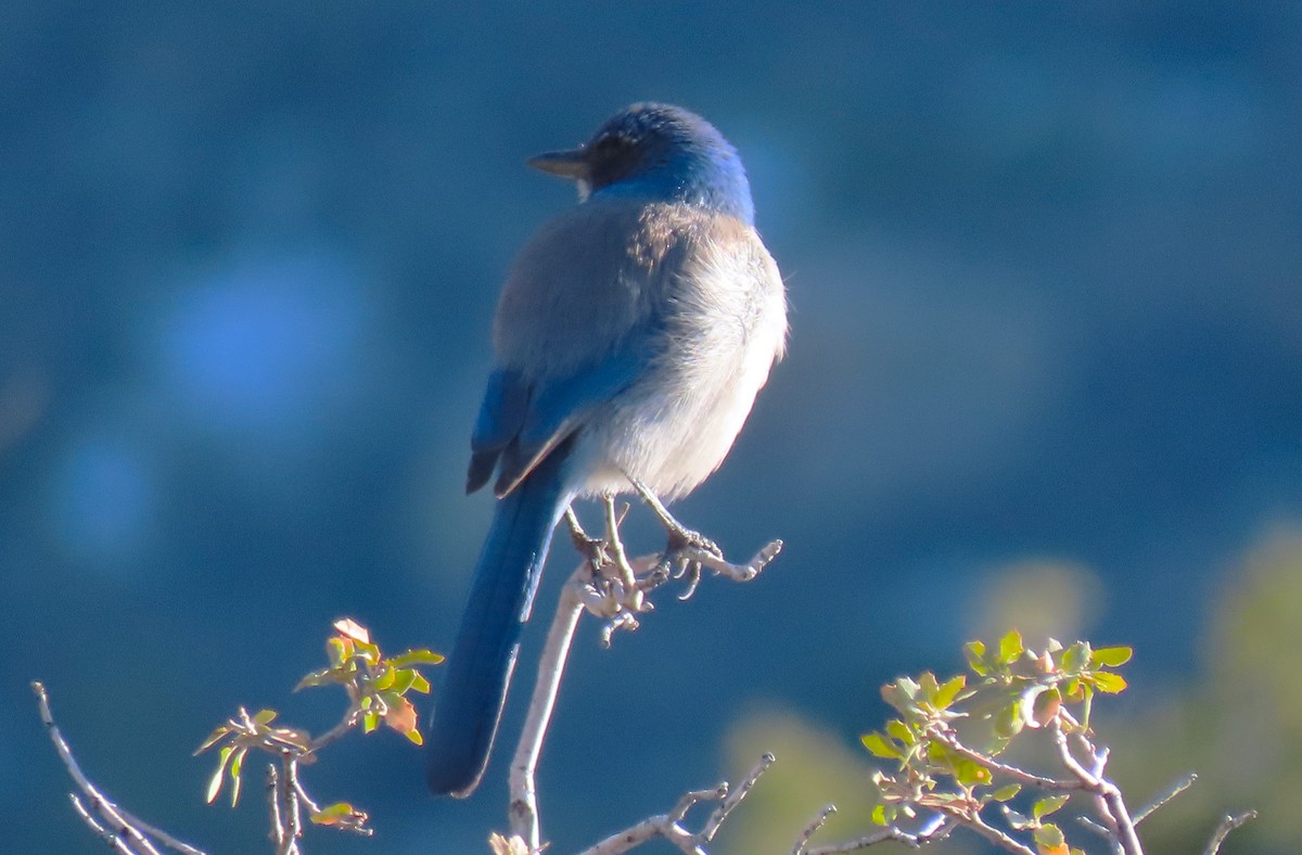 Woodhouse's Scrub-Jay - ML616873784