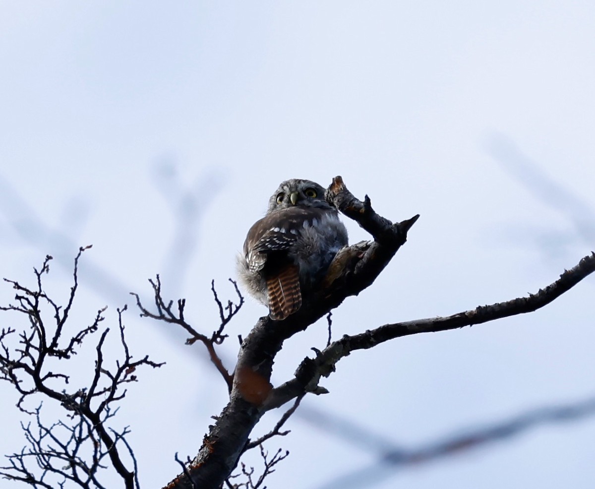 Austral Pygmy-Owl - Robert Wallace