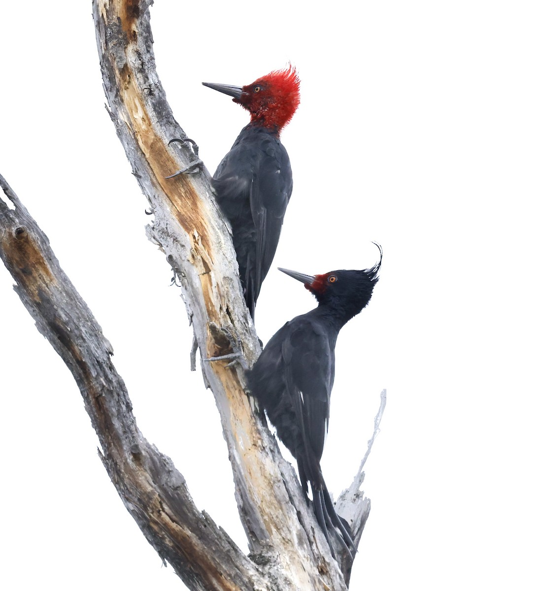 Magellanic Woodpecker - Robert Wallace
