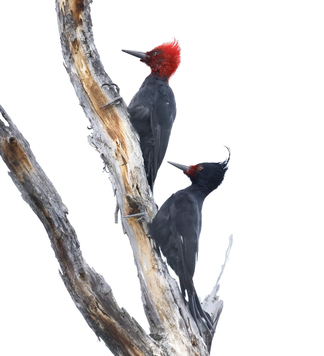 Magellanic Woodpecker - ML616873807