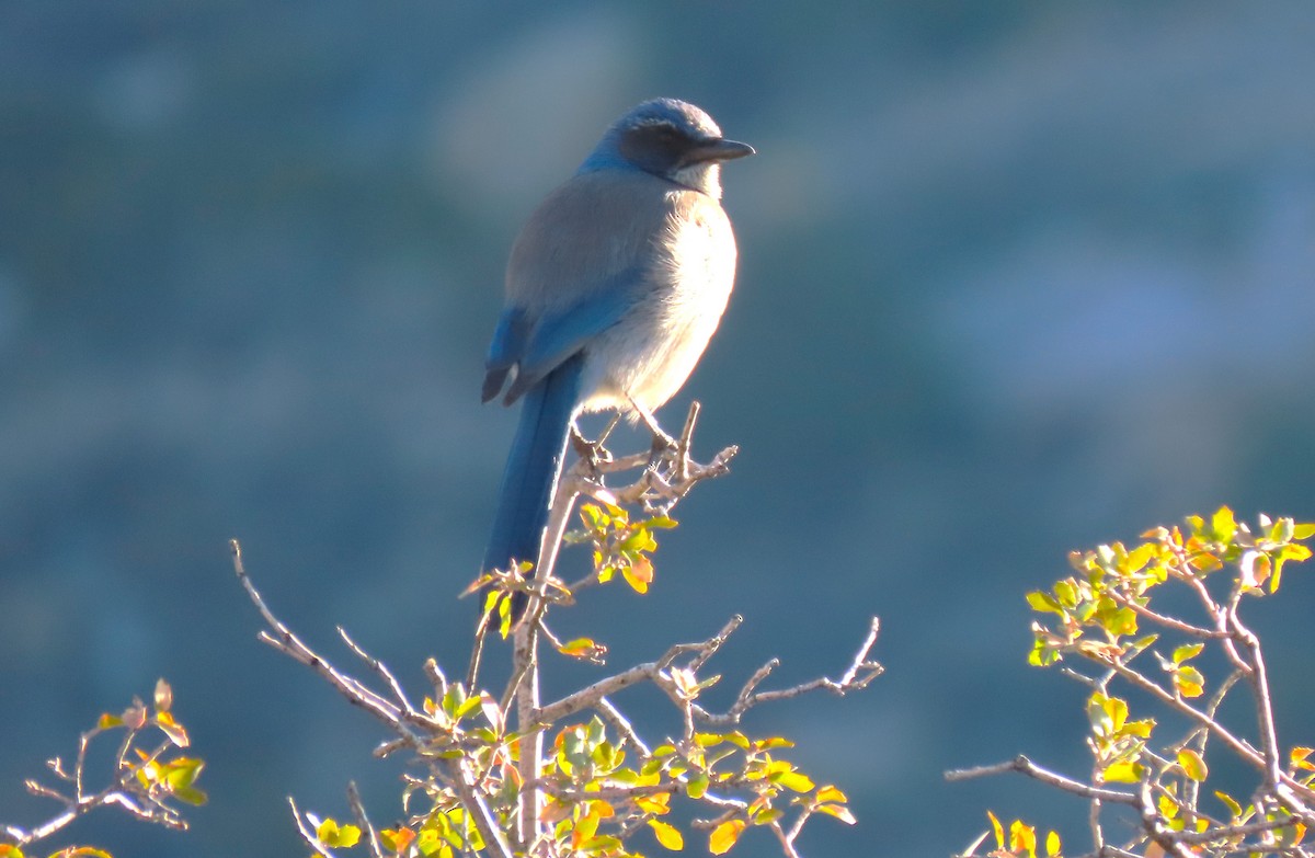 Woodhouse's Scrub-Jay - ML616873821