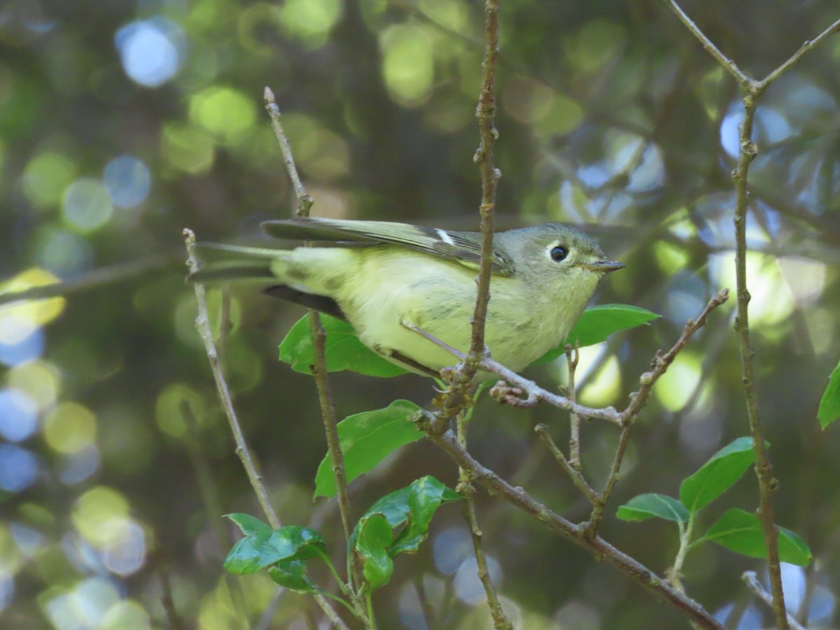 Hutton's Vireo - Edana Salisbury