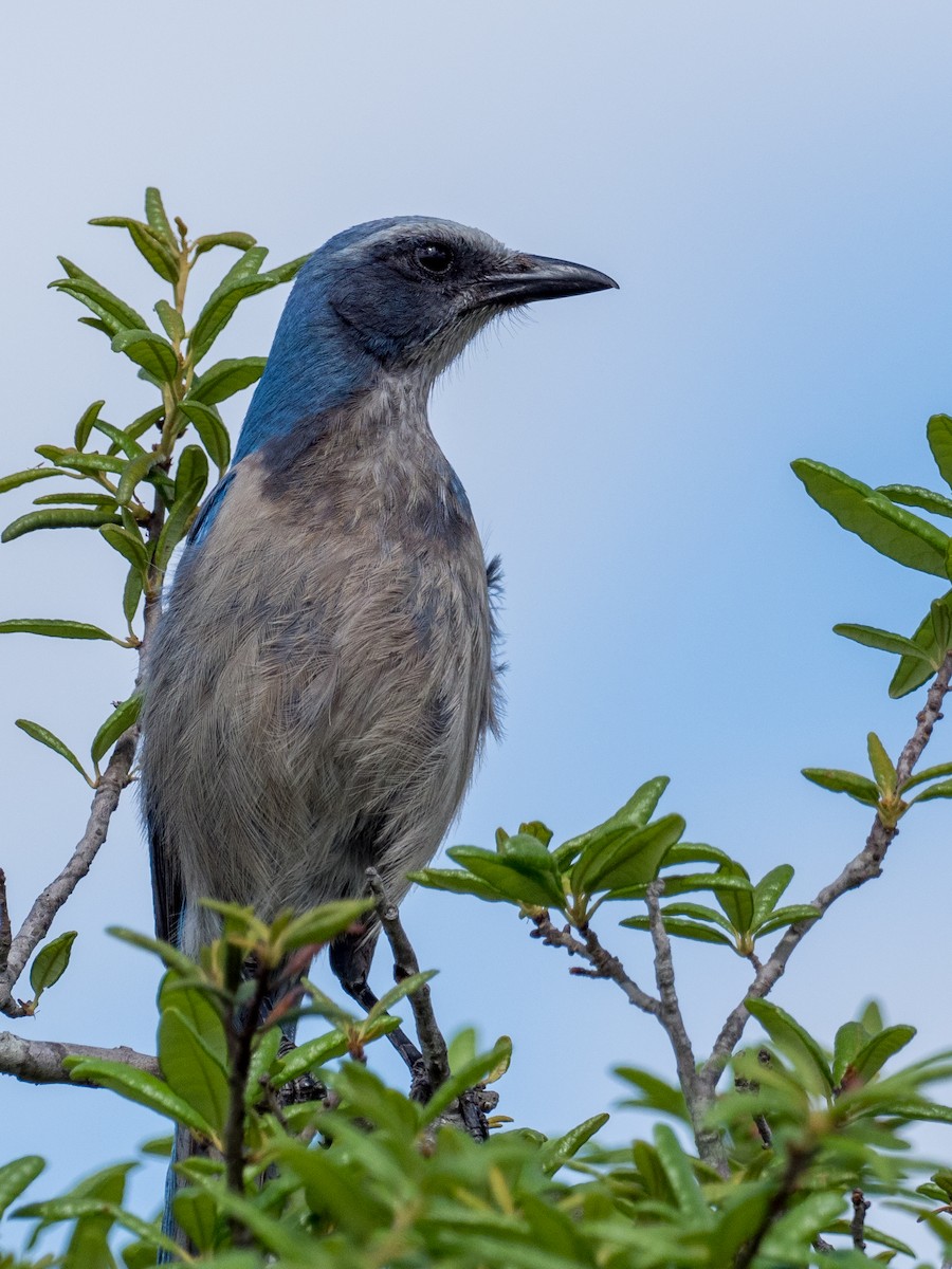 Florida Scrub-Jay - ML616873823