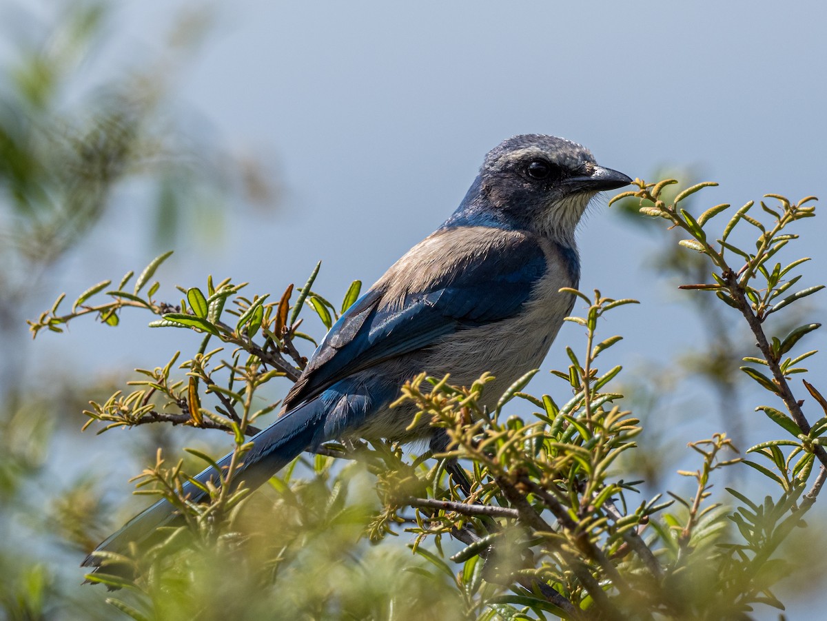 Florida Scrub-Jay - ML616873824