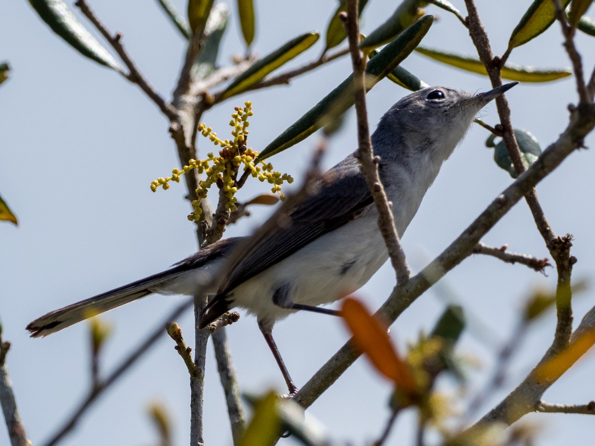 Blue-gray Gnatcatcher - Darrell Lawson