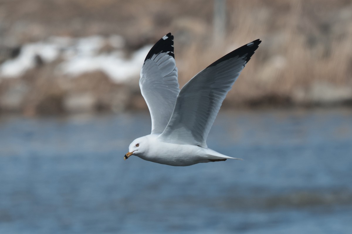 Ring-billed Gull - ML616873830