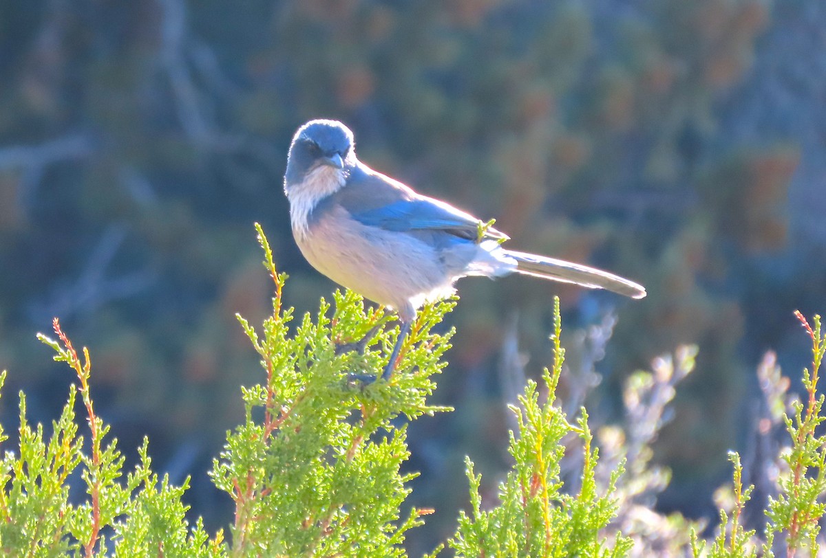 Woodhouse's Scrub-Jay - ML616873860