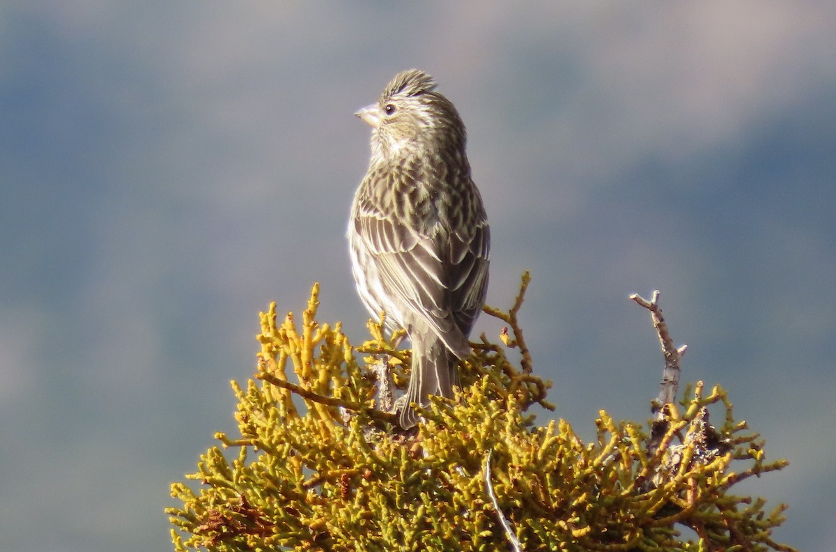 Cassin's Finch - ML616873874