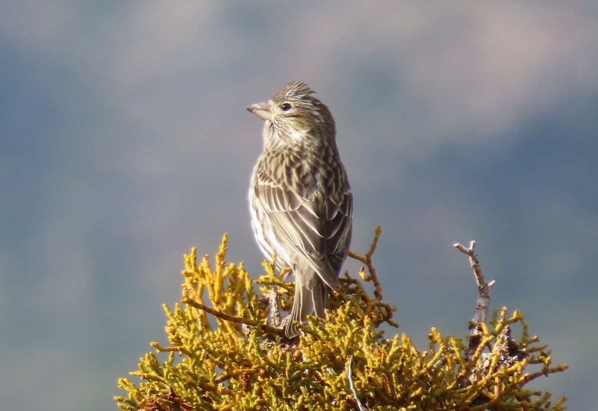 Cassin's Finch - ML616873889