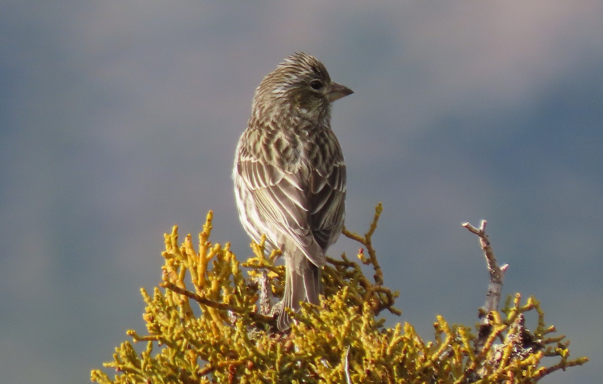 Cassin's Finch - ML616873900