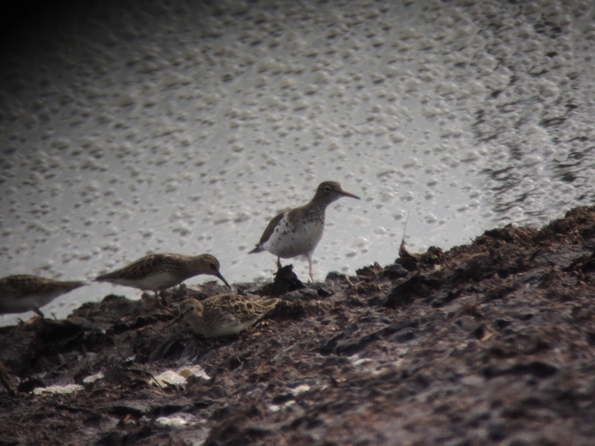 Spotted Sandpiper - Peggy Blair