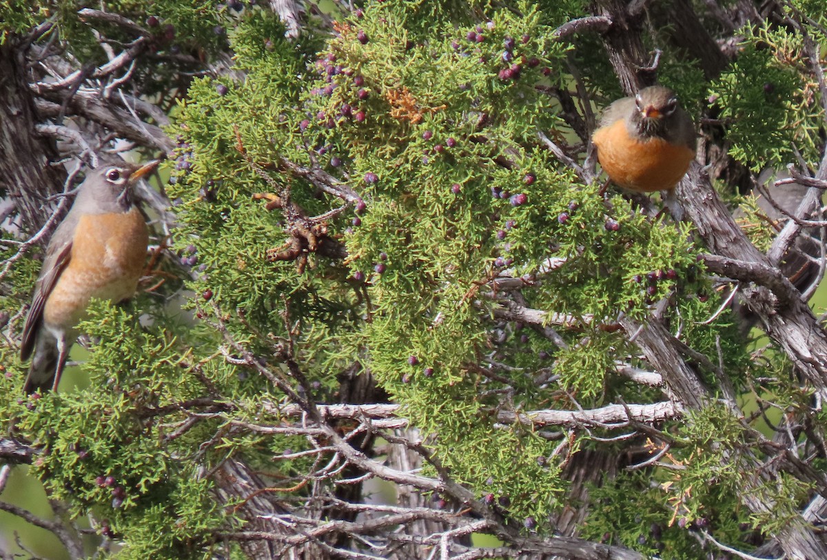 American Robin - ML616873928