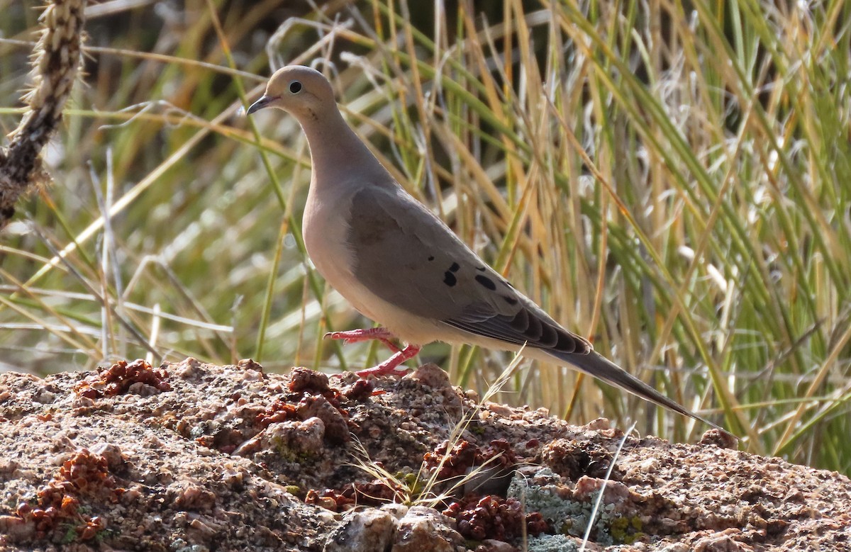 Mourning Dove - ML616873946