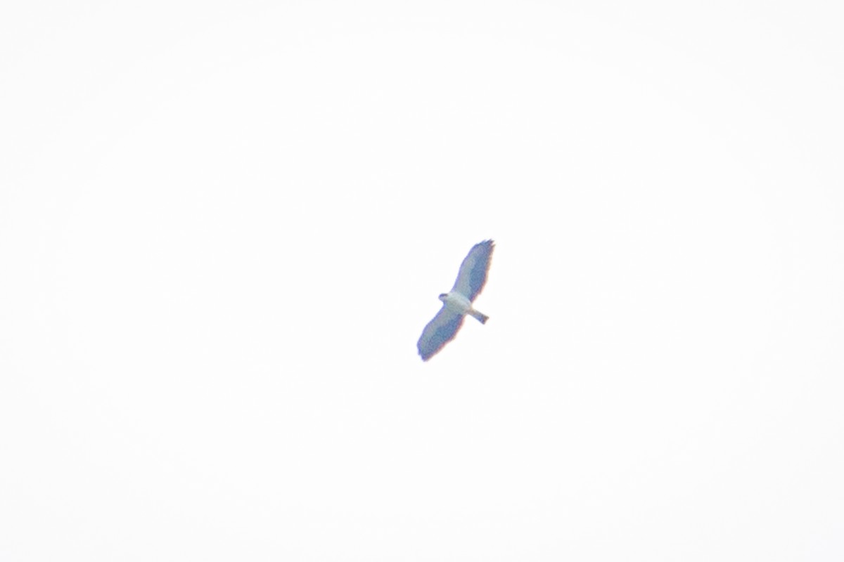Short-tailed Hawk - ML616873947