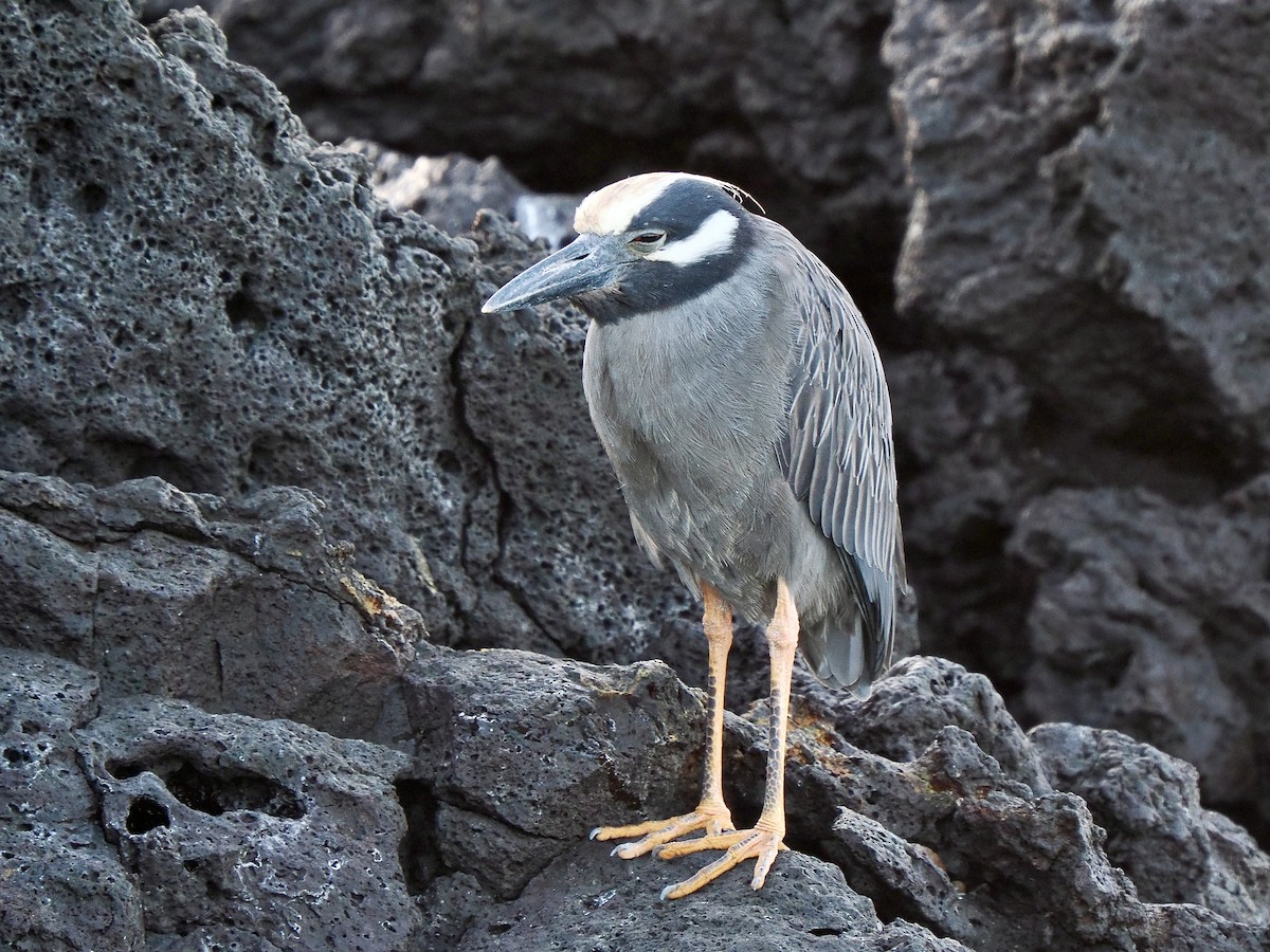 Yellow-crowned Night Heron (Galapagos) - ML616873981