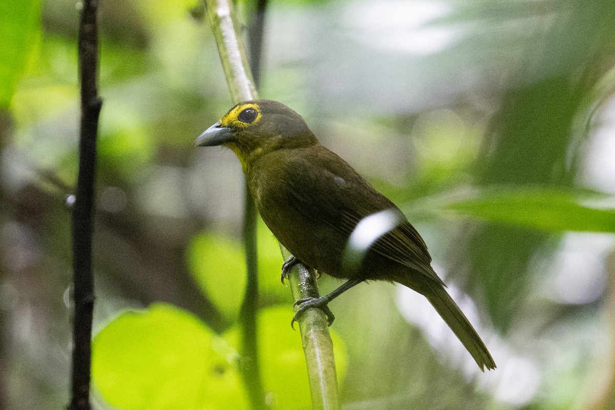 Lemon-spectacled Tanager - ML616873995