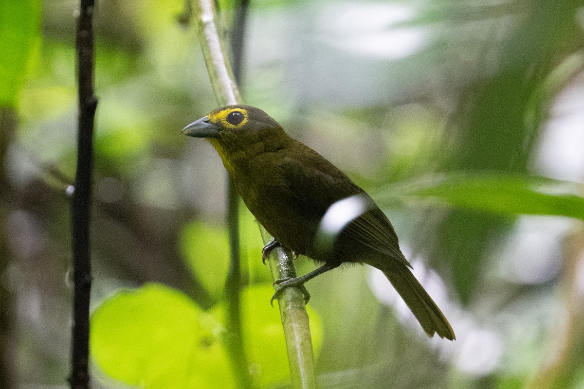 Lemon-spectacled Tanager - ML616873999