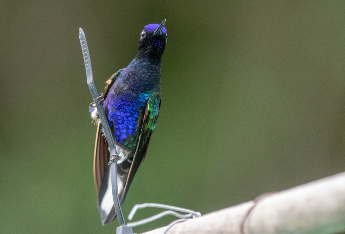 kolibřík hyacintový - ML616874010