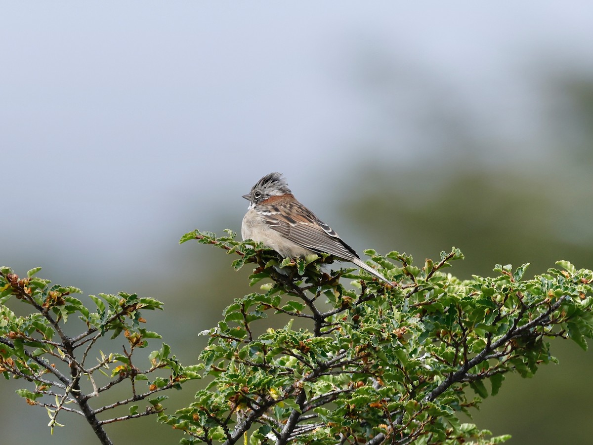 Rufous-collared Sparrow - ML616874055