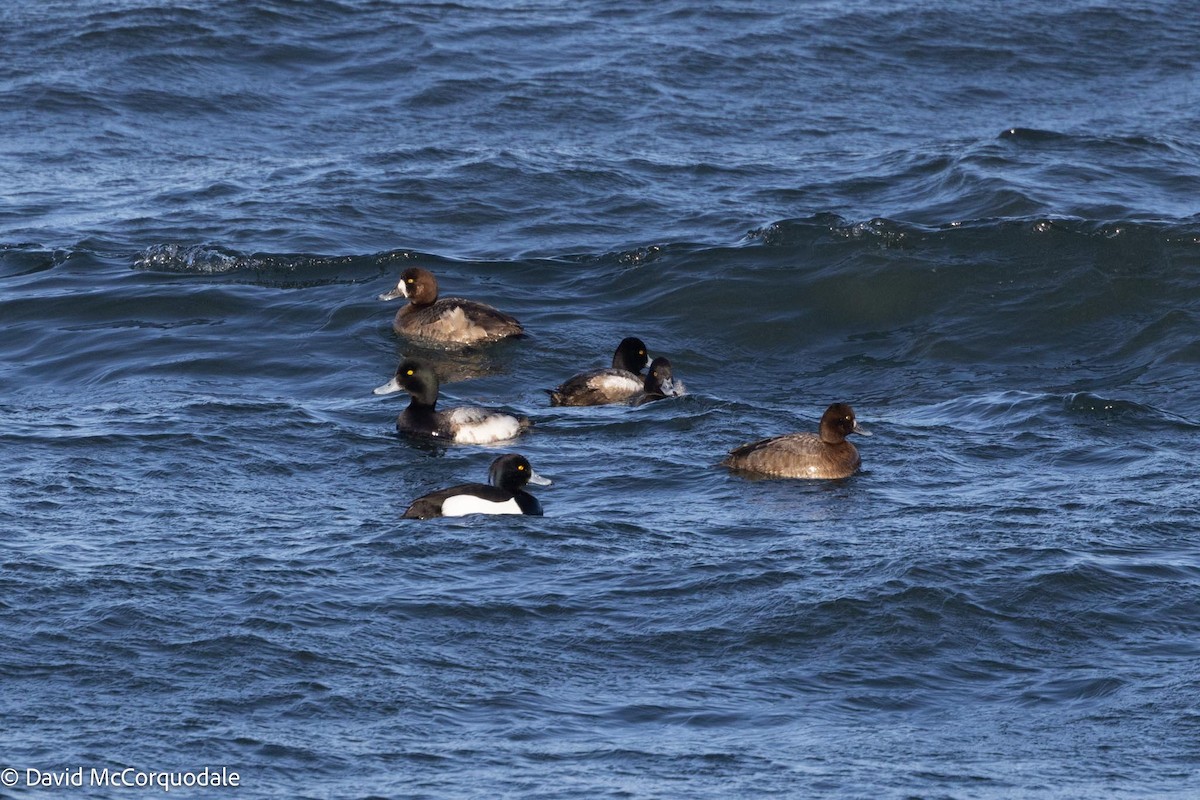 Tufted Duck - ML616874148