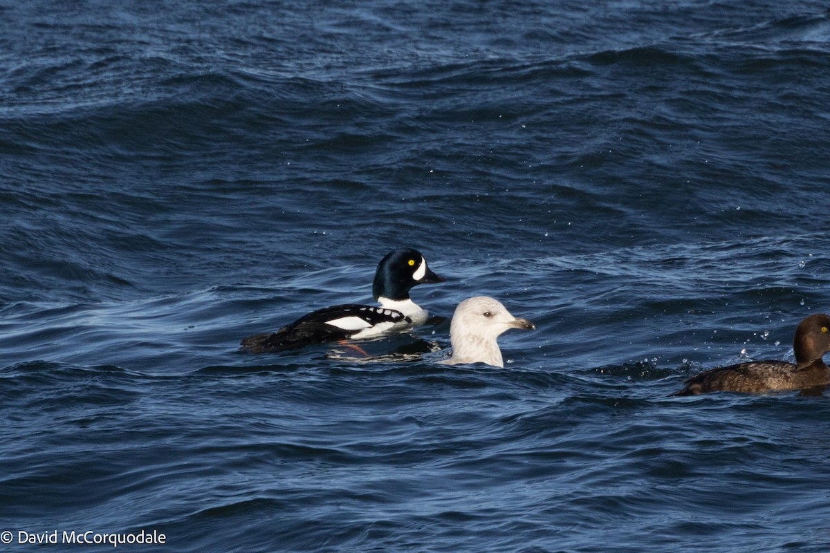 Barrow's Goldeneye - ML616874163