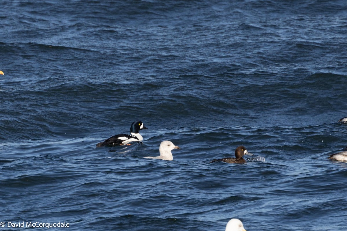 Barrow's Goldeneye - ML616874164