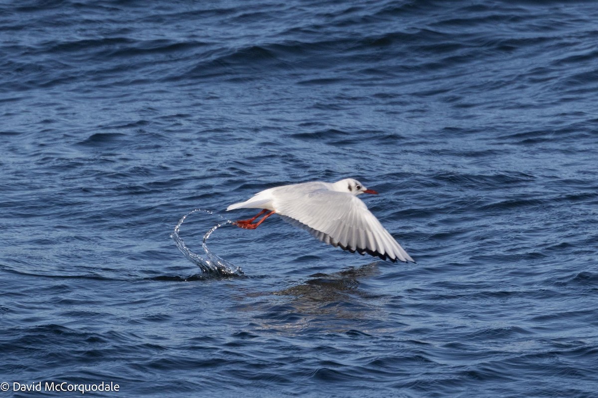 Black-headed Gull - ML616874171