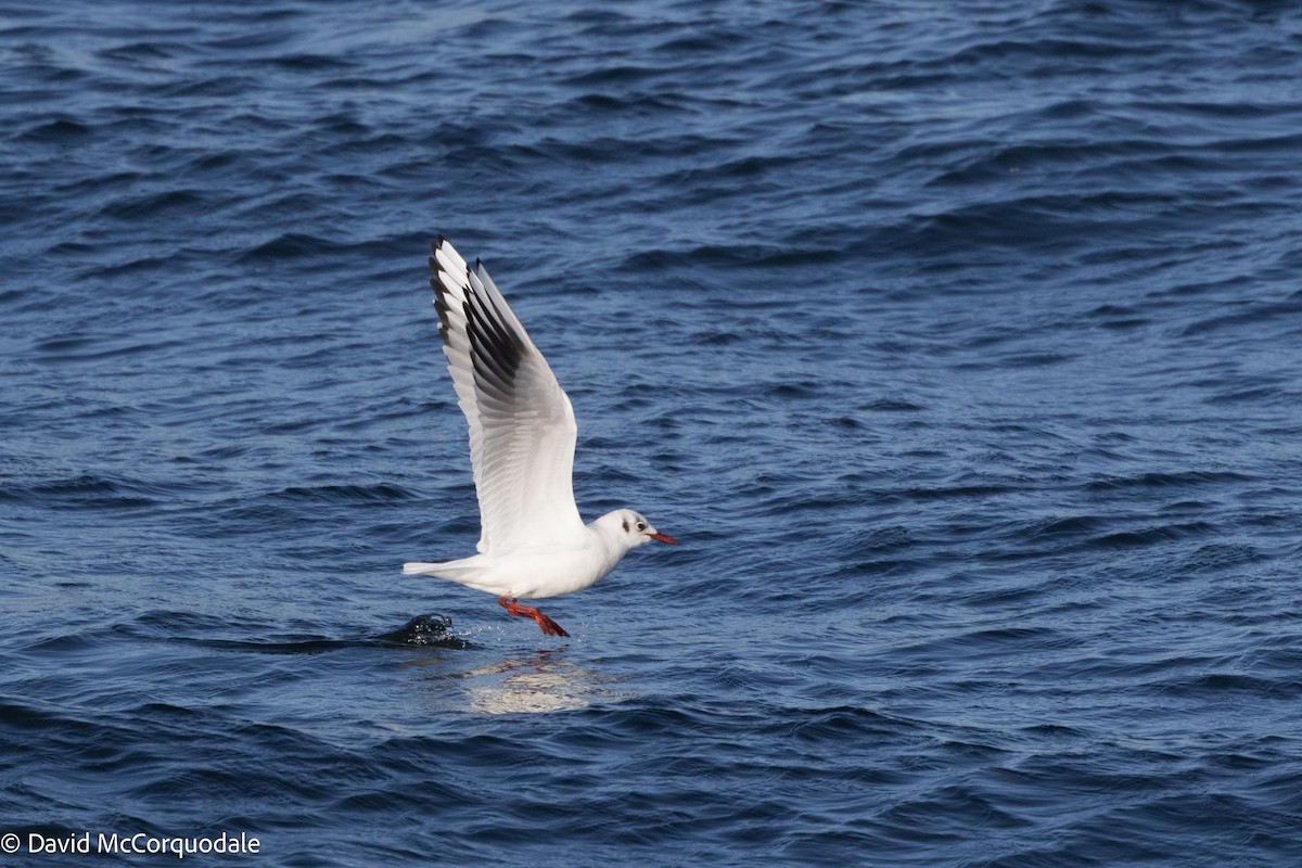 Mouette rieuse - ML616874172