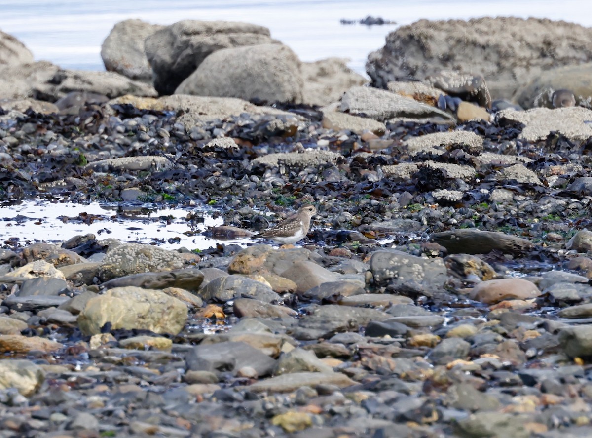 Rufous-chested Dotterel - ML616874192