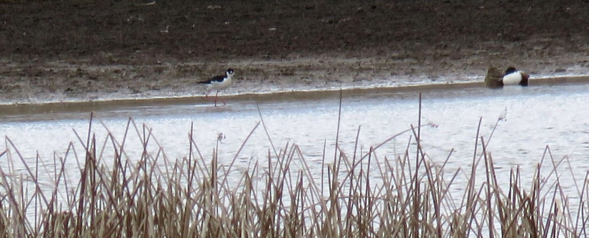 Black-necked Stilt - ML616874208