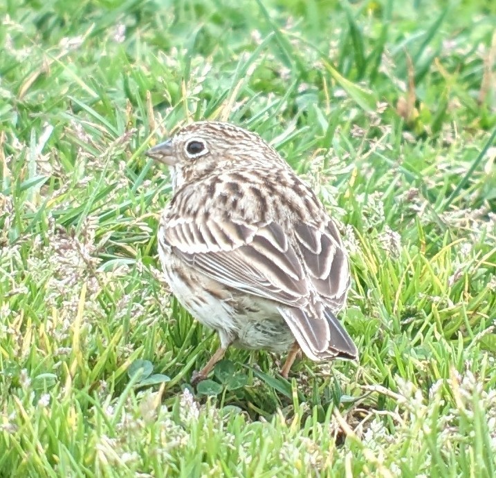 Vesper Sparrow - ML616874217