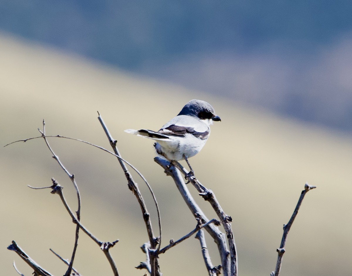 Pie-grièche migratrice - ML616874224