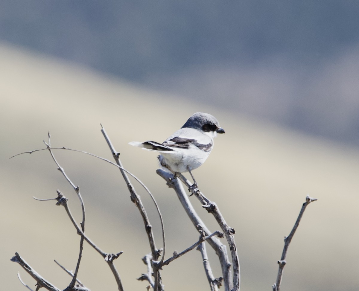 Pie-grièche migratrice - ML616874225