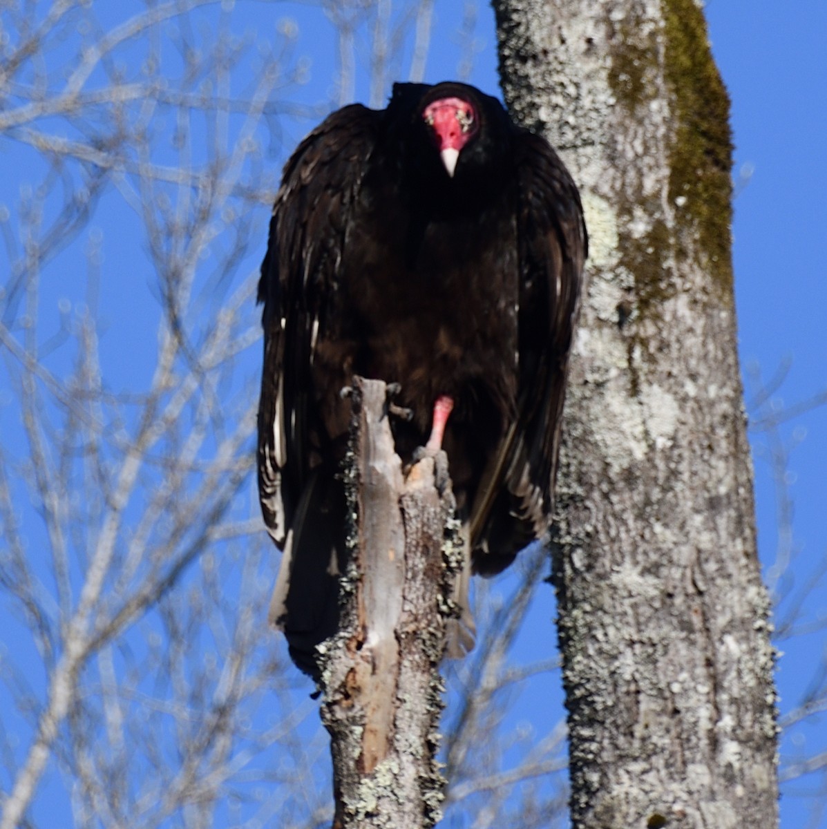 Turkey Vulture - Randy Bodkins