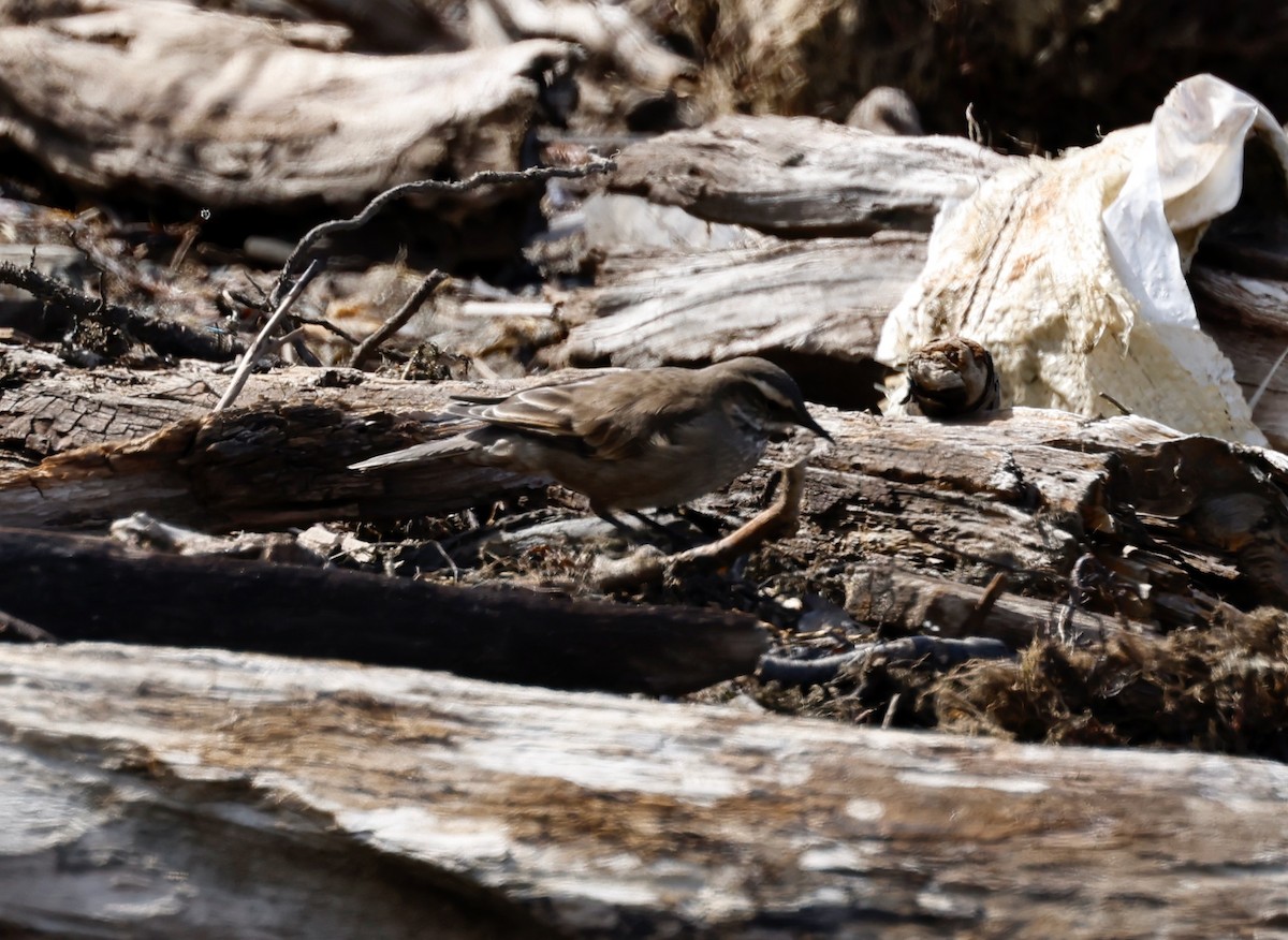 Buff-winged Cinclodes - Robert Wallace