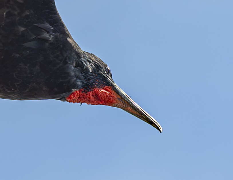 Magnificent Frigatebird - ML616874251