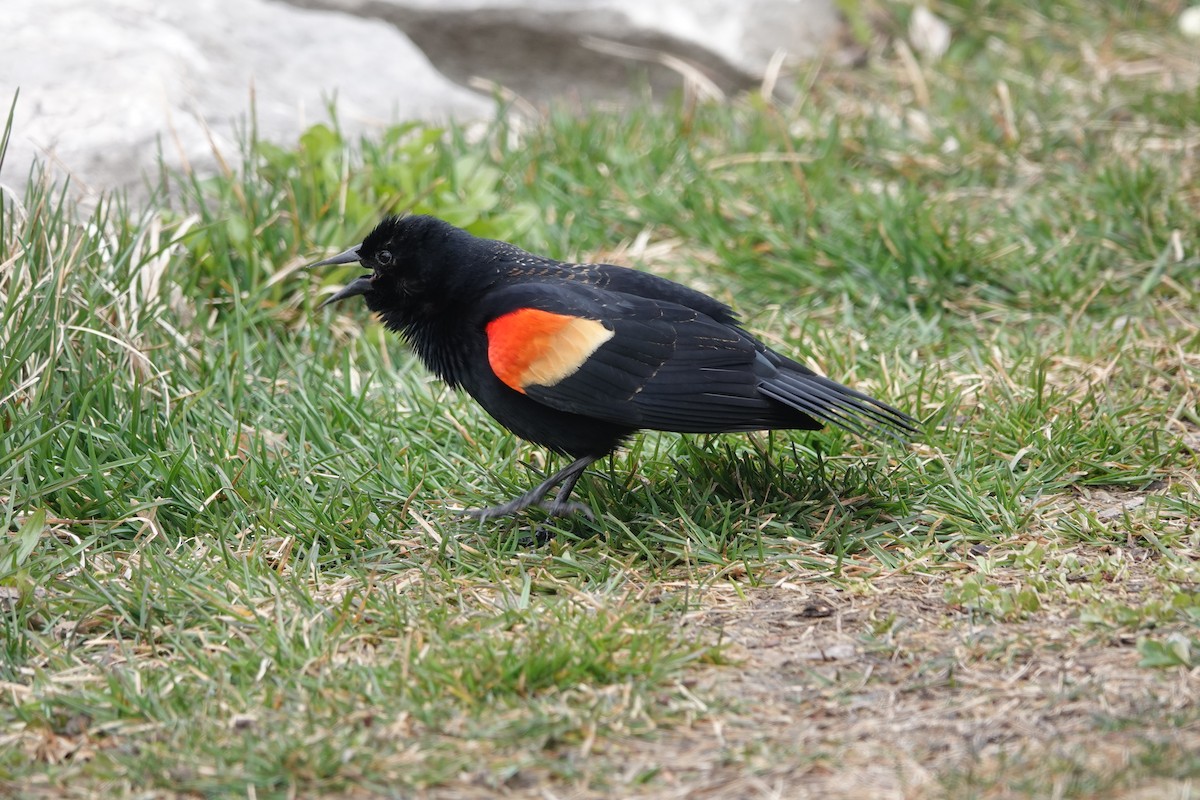 Red-winged Blackbird - ML616874265