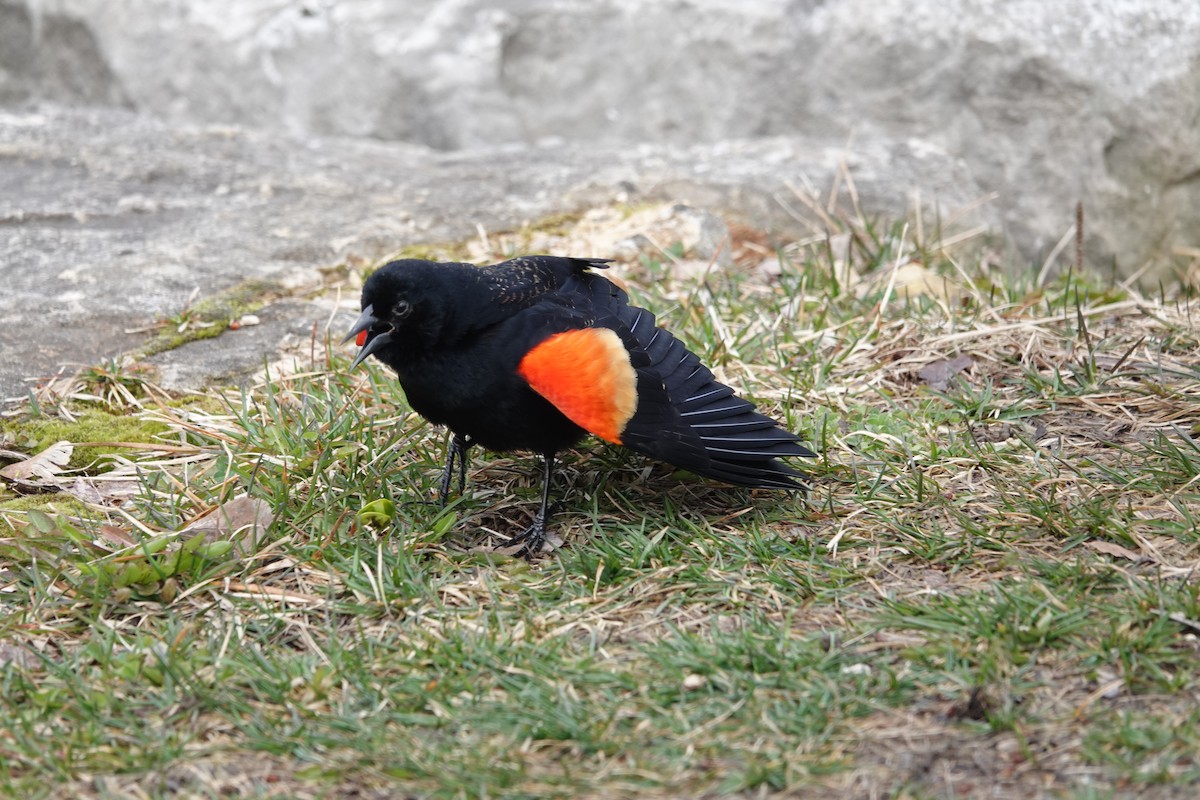 Red-winged Blackbird - ML616874266