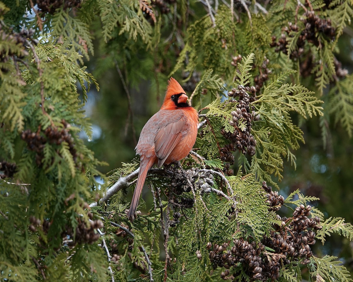 Northern Cardinal - ML616874289