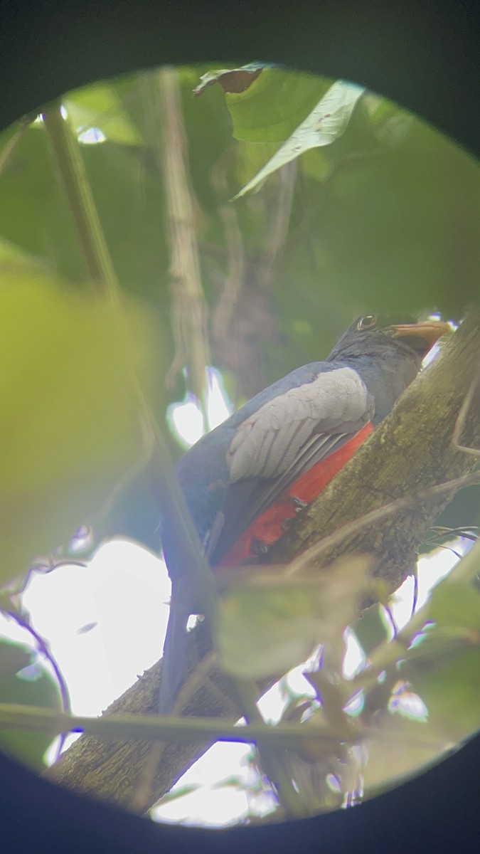 Slaty-tailed Trogon - ML616874296