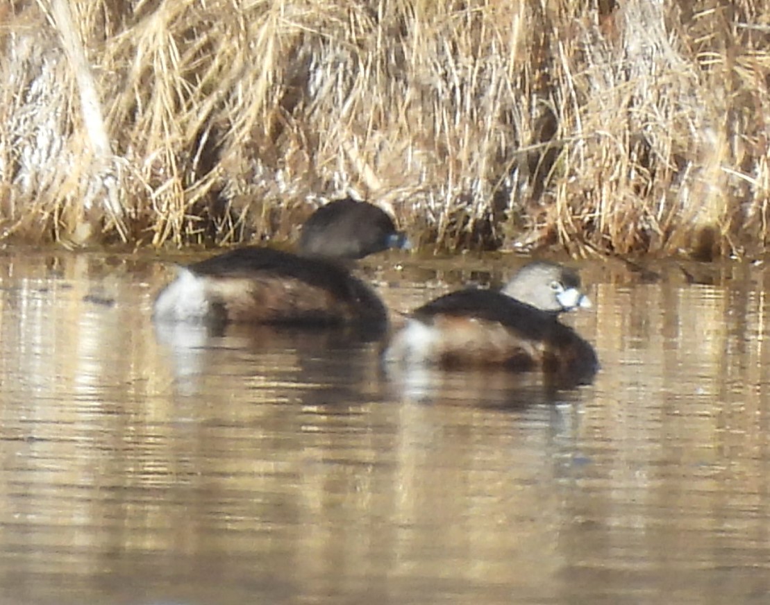 Pied-billed Grebe - ML616874306