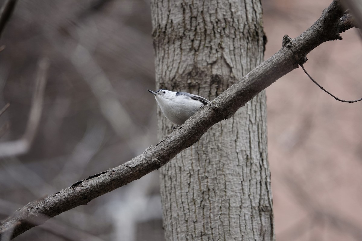 White-breasted Nuthatch - ML616874322